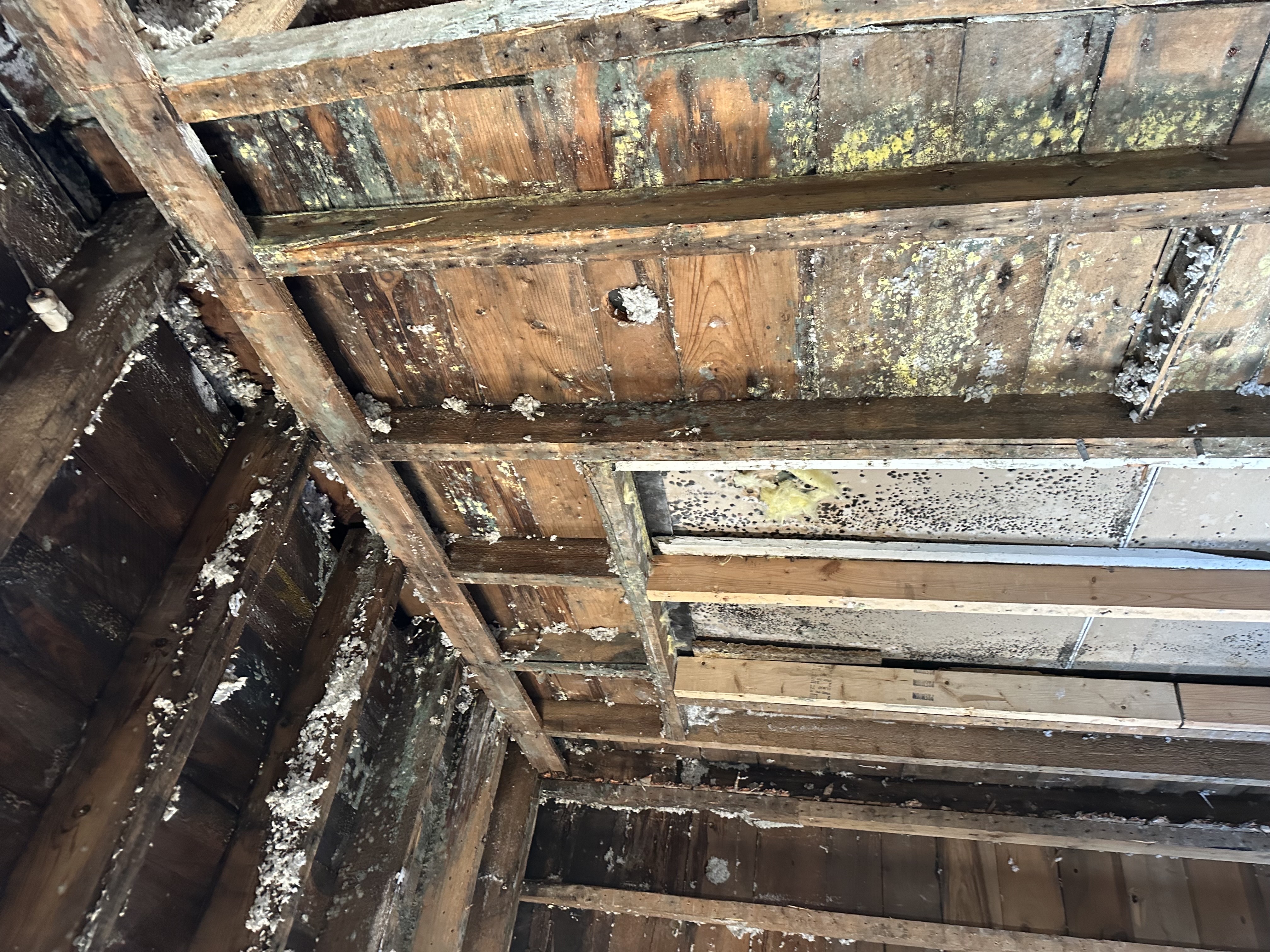 Mold damage on wooden studs and ceiling in Royalton